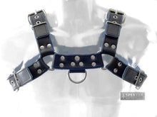 Oberkörper-Harness PITBULL mit blauer Paspel - 4cm