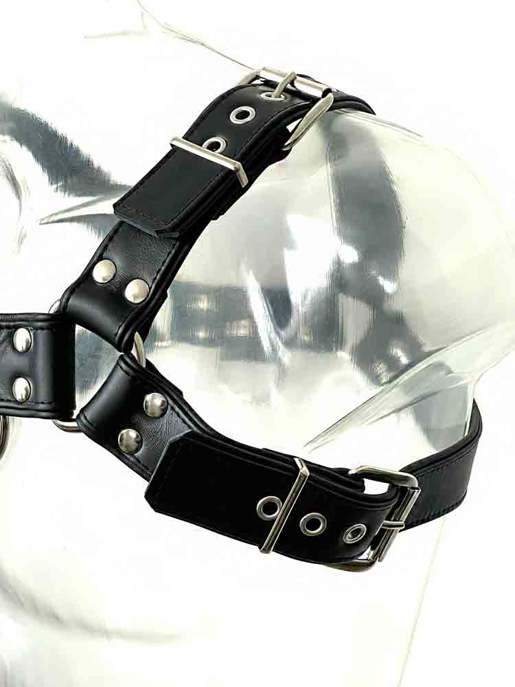 Oberkörper-Harness PITBULL mit schwarzer Paspel - 4cm