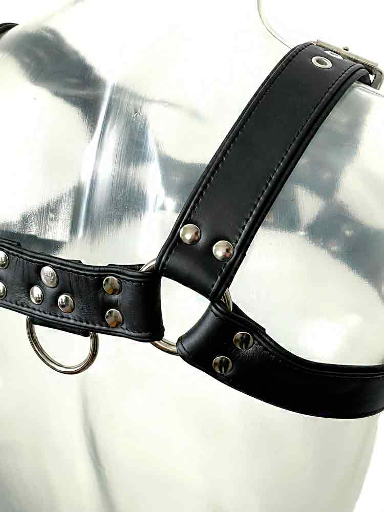 Oberkörper-Harness PITBULL mit schwarzer Paspel - 4cm